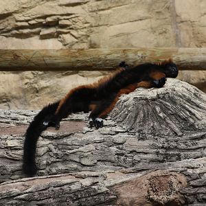 Red-ruffed lemur (Varecia rubra)
