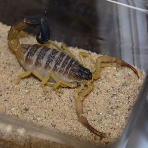 Oman black-tailed scorpion (Hottentotta salei)