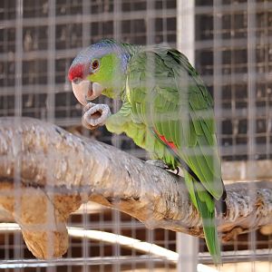 Lilac-crowned Parrot (Amazona finschi)