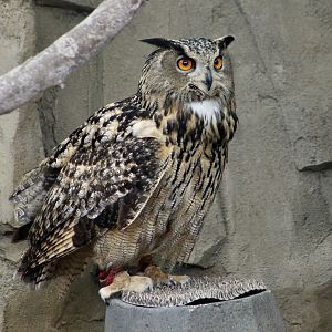 Eurasian Eagle Owl (Bubo bubo) "Forrest"