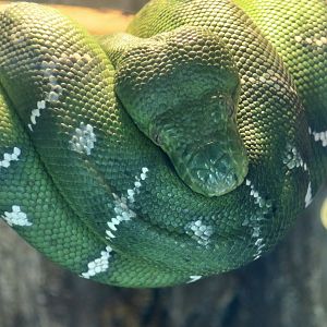 Emerald Tree Boa (Corallus caninus)
