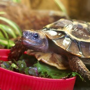 Home's Hingeback Tortoise (Kinixys homeana)