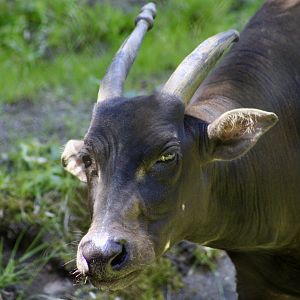 Lowland Anoa (Bubalus depressicornis) "Baby Bean"