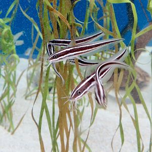 Striped Eeltail Catfish (Plotosus lineatus)