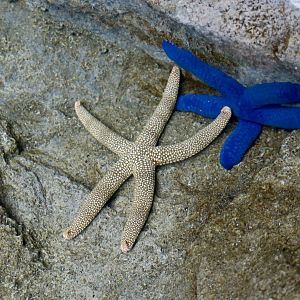 Yellow Mesh Sea Star (Nardoa novaecaledoniae) and Blue Linckia Star (Linckia laevigata)
