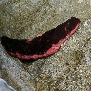 Black and Pink Sea Cucumber (Holothuria edulis)