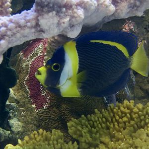 Scribbled Angelfish (Chaetodontoplus duboulayi)