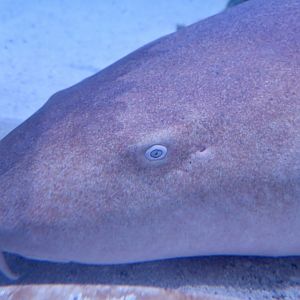 Nurse Shark (Ginglymostoma cirratum)