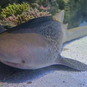 Zebra Shark (Stegostoma tigrinum)