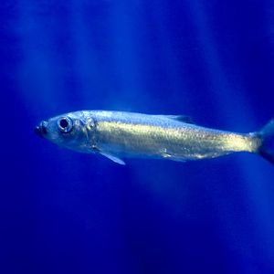Pacific Herring (Clupea pallasii)