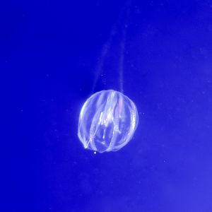 Pacific Sea Gooseberry (Pleurobrachia bachei)