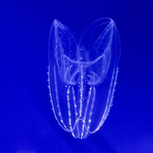 Common Northern Comb Jelly (Bolinopsis infundibulum)