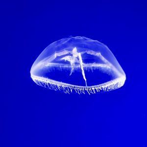 Cross Jelly (Mitrocoma cellularia)