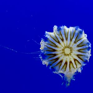 Japanese Sea Nettle (Chrysaora pacifica)
