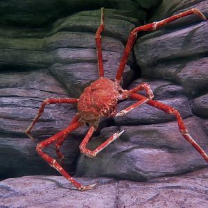 Japanese Spider Crab (Macrocheira kaempferi)