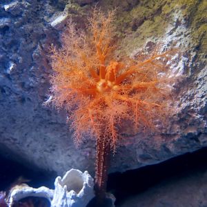 Orange Sea Cucumber (Cucumaria miniata)