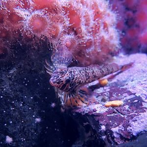 Longfin Sculpin (Jordania zonope)