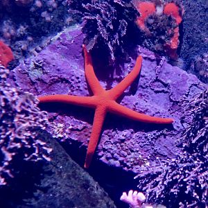 Pacific Blood Star (Henricia leviuscula)