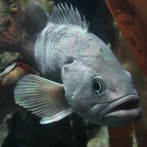 Black Rockfish (Sebastes melanops)