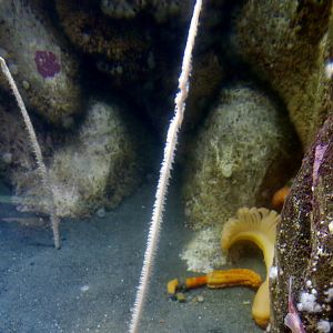 Sea Whip (Balticina willemoesi)