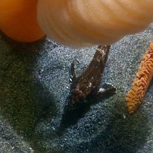 Roughback Sculpin (Chitonotus pugetensis)