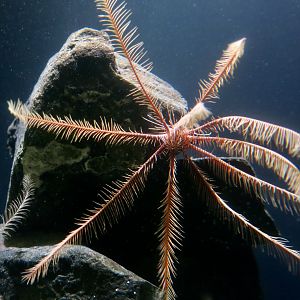 Feather Star (Florometra seratissima)