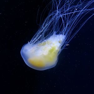 Fried Egg Jelly (Phacellophora camtschatica)