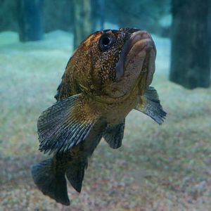 China Rockfish (Sebastes nebulosus)