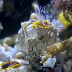 Giant Acorn Barnacle (Balanus nubilus)