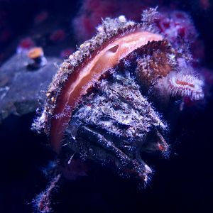 Giant Rock Scallop (Crassadoma gigantea)