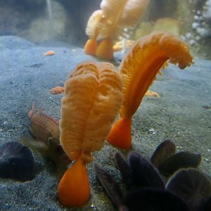Orange Sea Pen (Ptilosarcus gurneyi)