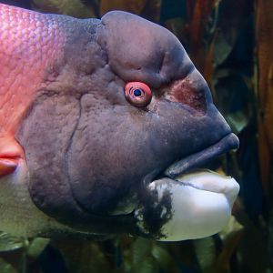California Sheephead Wrasse (Semicossyphus pulcher)