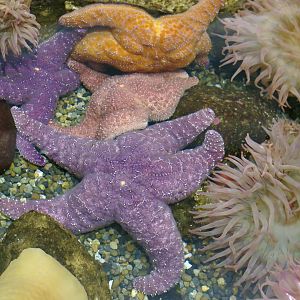 Ochre Sea Star (Pisaster ochraceus)
