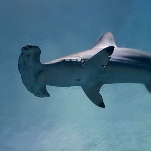 Scalloped Hammerhead Shark (Sphyrna lewini)