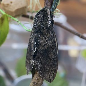 Carolina Sphinx Moth (Manduca sexta)