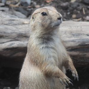 Suraloka Interactive Zoo - Black-tailed prairie dog (Cynomys ludovicianus ludovicianus)