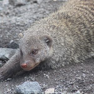 Suraloka Interactive Zoo - Southern banded mongoose (Mungos mungo mungo)