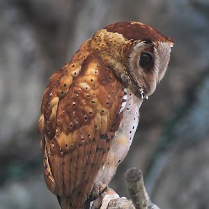 Suraloka Interactive Zoo - Southeast Asian bay owl (Phodilus badius badius)