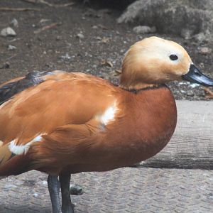 Suraloka Interactive Zoo - Ruddy shelduck (Tadorna ferruginea)
