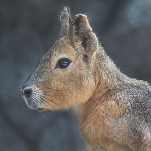 Suraloka Interactive Zoo - Patagonian mara (Dolichotis patagonum)