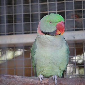 Alexandrine Parakeet (Psittacula eupatria)