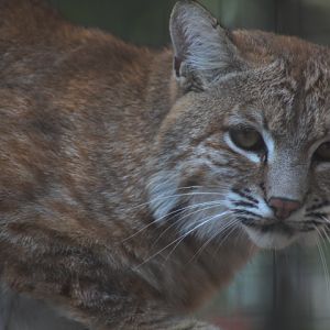 Suraloka Interactive Zoo - Eastern bobcat (Lyxn rufus rufus)