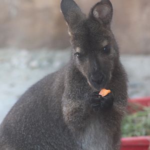 Suraloka Interactive Zoo - Bennett's wallaby (Notamacropus rufogriseus rufogriseus)