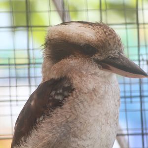 Suraloka Interactive Zoo - Laughing kookaburra (Dacelo novaeguineae novaeguineae)