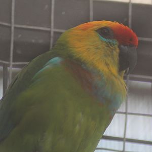 Suraloka Interactive Zoo - Yellow-faced fig parrot (Psittaculirostris desmarestii occidentalis)