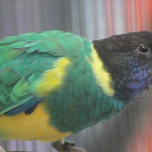Suraloka Interactive Zoo - Port Lincoln ringneck (Barnardius zonarius zonarius)