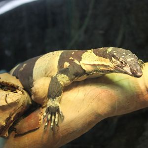Lace Monitor (Varanus varius)
