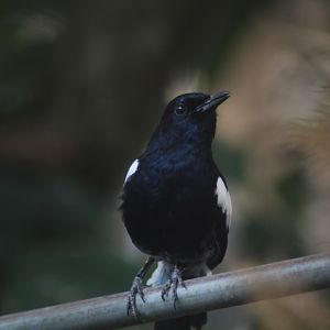 Suraloka Interactive Zoo - Javan magpie-robin (Copsychus saularis amoenus)