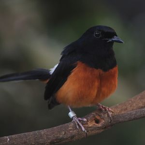 Suraloka Interactive Zoo - White-rumped shama (Copsychus malabaricus tricolor)
