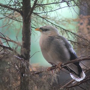 Suraloka Interactive Zoo - Vinous-breasted myna (Acridotheres leucocephalus)